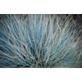 thumbnail image 3 of Blue Fescue 'Elijah Blue' Ornamental Grass - Live Starter Plant, 3 of 3