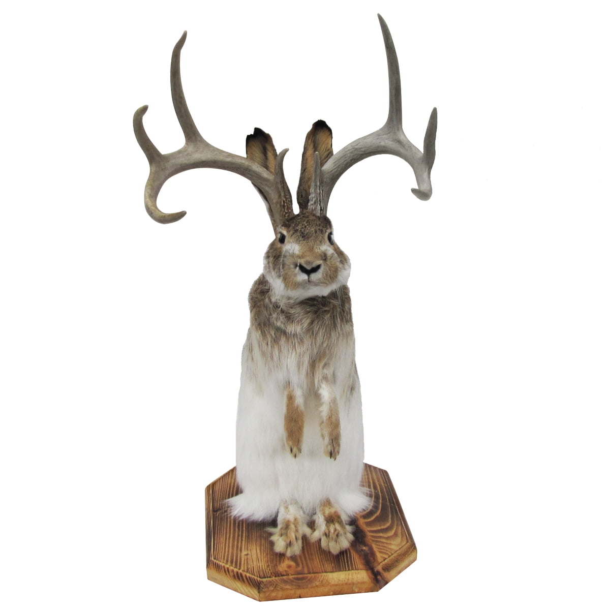 100 Genuine Taxidermy Life Size Jackalope Mount Real Authentic Pointed Antlers Walmart Com Walmart Com