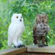 thumbnail image 5 of Decoración de Jardín de Taxidermia de Plumas de Pájaro de Búho Artificial Perfecl Adorno Extremadamente Detallado, 5 of 8