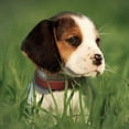 thumbnail image 5 of Pet Artist Genuine Leather Dog Collar Heavy Duty Pet Puppy Collars for Chihuahua Doberman, 5 of 20
