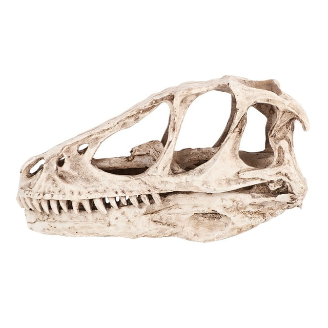 Resin Dinosaur Skull Model Teaching Prop Desktop Decor Craft for Dinosaur Enthusiasts Home Office
