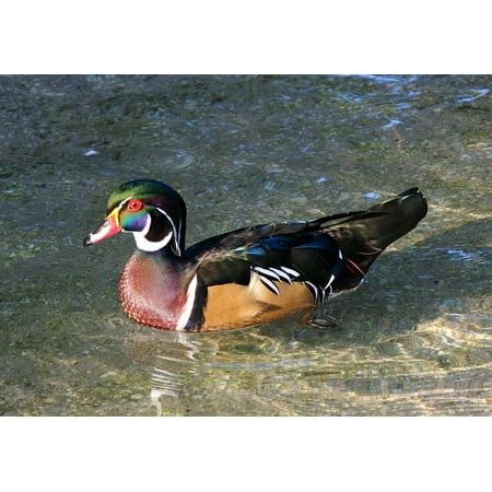 Waterfowl Wood - LAMINATED POSTER Swimming Wildlife Bird Waterfowl Male Wood Duck Poster Print 24 x 36