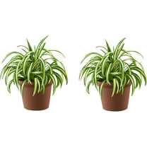 2 Spider Plants in 2 Inch Starter Pot  Well Rooted, Easy to Grow Indoor Plant