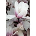 thumbnail image 3 of Robertson, Leda 11x14 Black Modern Framed Museum Art Print Titled - Petal Heaven I, 3 of 5