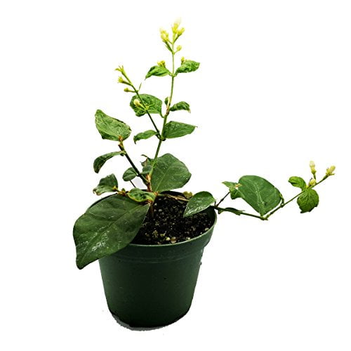 Jasmine Maid Of Orleans Plant 4 Pot Walmart Com Walmart Com