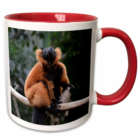 

3dRose red ruffed lemur fangs 3drose - Two Tone Red Mug 11-ounce