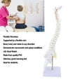 thumbnail image 4 of Modelo De Columna Vertebral, Modelo De Médula Espinal De Material Didáctico De 15,7 Pulgadas Para Educación, 4 of 7