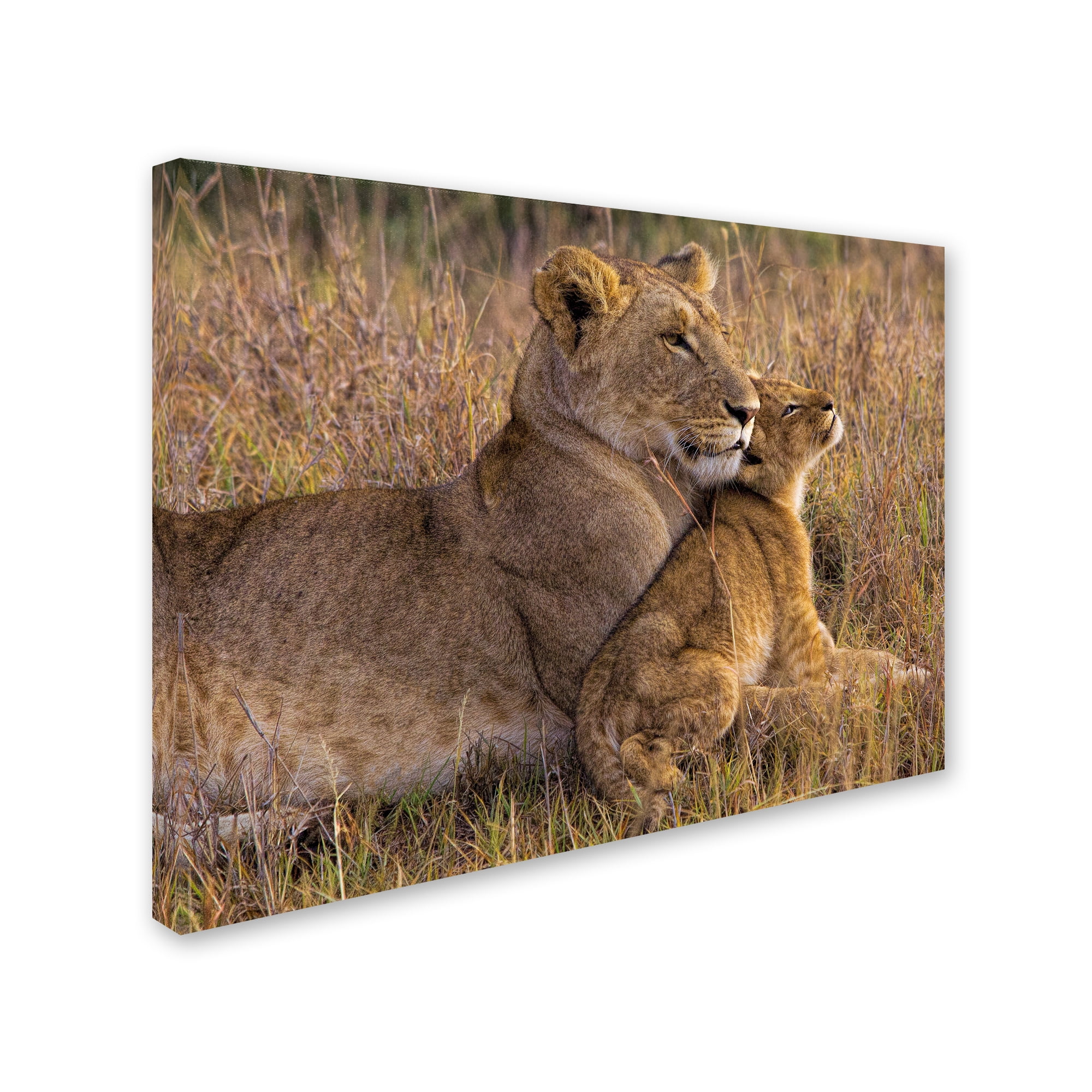 Trademark Fine Art 'Baby Lion With Mother' Canvas Art by Henry Jager