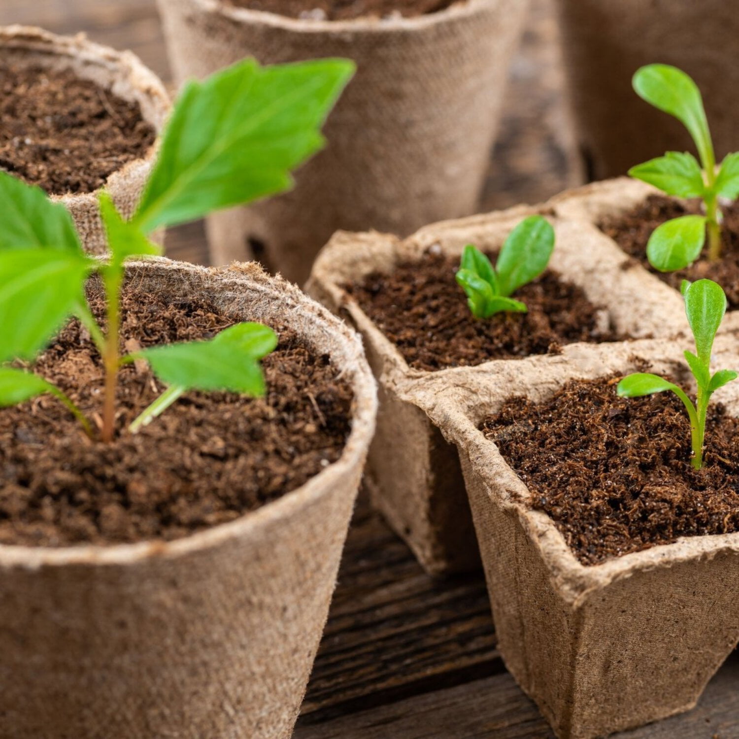 Ferry-Morse Seed Starting by Jiffy Seed Starting Mix, Compressed 100% Coco Coir Soil Expands to 30 QT