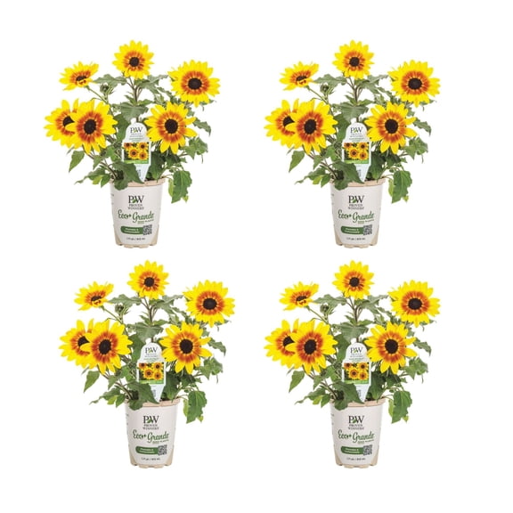 Proven Winners 4" Yellow Suncredible Saturn Sunflower Live Plant in 4.25" Pot (4 Count)