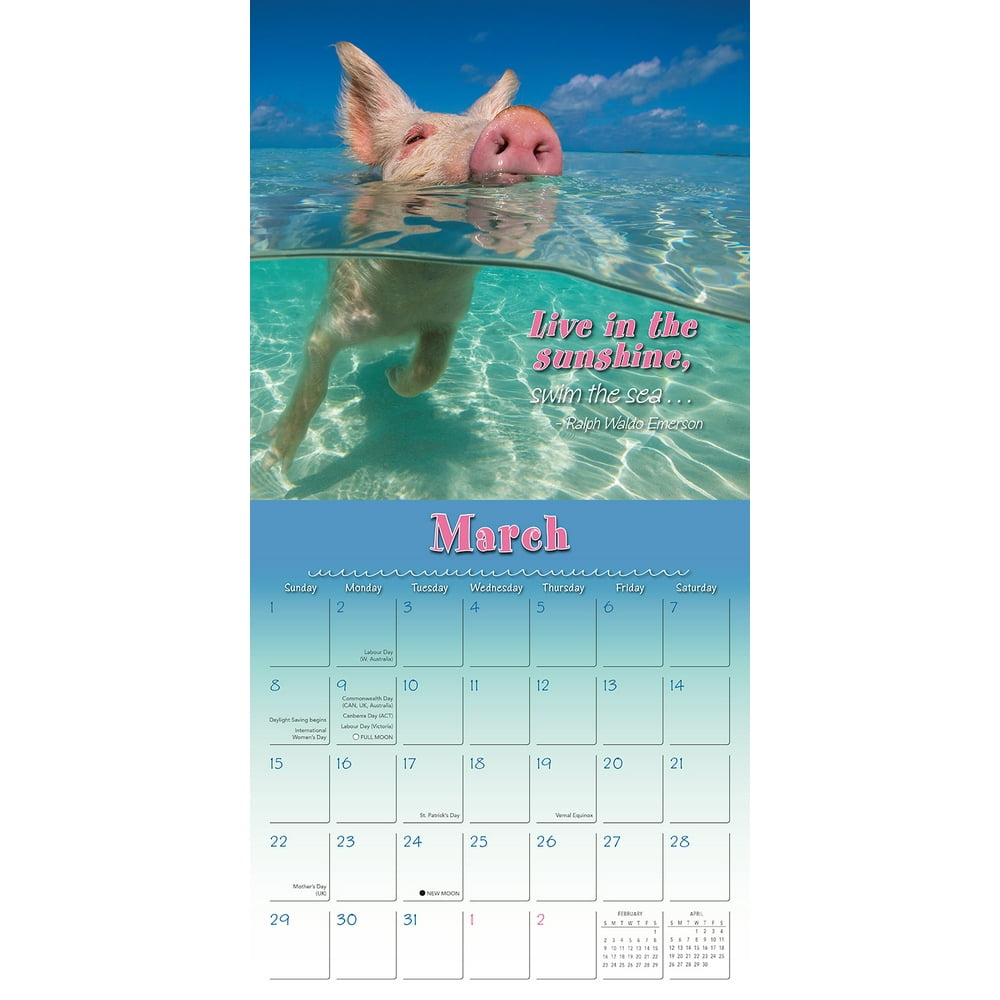 Two Lights Publish 2020 Pigs in Paradise 16Month Wall Calendar