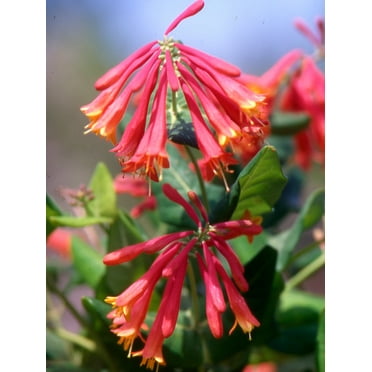 Lonicera sempervirens 'Honey Coral' - Native Coral Honeysuckle - Live Starter Plant