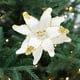 thumbnail image 4 of Artificial Peony Eucalyptus Vine with Treble Fork Design for Home and Restaurant Decor, 4 of 7