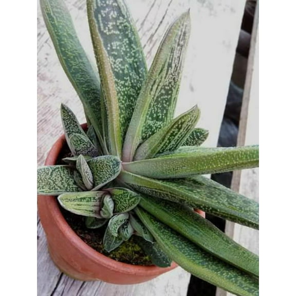 Gasteria 'Little Warty'-Unique Textured Leaves-Compact Succulent  6" Pot