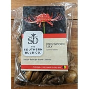 Heirloom Red Spider Lily (Lycoris Radiata) Bulbs Fall-Blooming Perennial for Southern Climates 5 Pcs