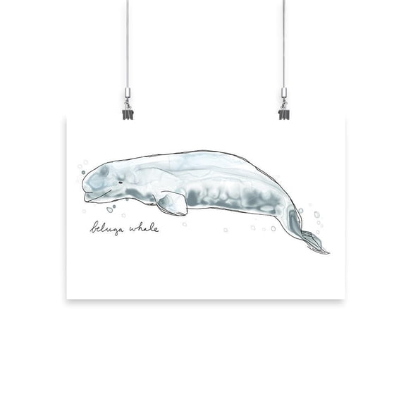 Cetacea Beluga. Whale Poster - June Erica Vess Designs,