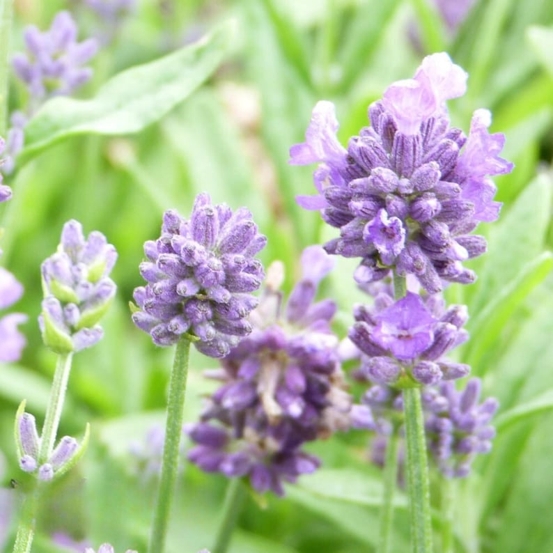100 Dwarf Lavender-Little Lady Seeds Perennial Non- Mix for Garden Blooms