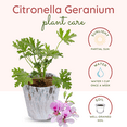 thumbnail image 4 of Live Citronella Geranium Plant, Fragrant Citronella Plant for Containers or Borders, 5–8 Inch Tall, 4 of 6