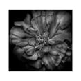thumbnail image 2 of Carson, Brian 26x26 Gold Ornate Wood Framed with Double Matting Museum Art Print Titled - Black And White Camelia I, 2 of 4