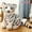 White, variant on 23-33cm Cute lifelike Tiger Stuffed Animals White Tigers Plush Toy Real-life Wil