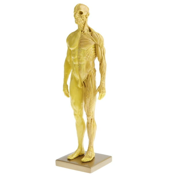 de Anatomía Masculina de 11 Pulgadas - Músculo Y Modelo Anatómico Escultura de Pintura, Referencia Anatómica para Artistas - M