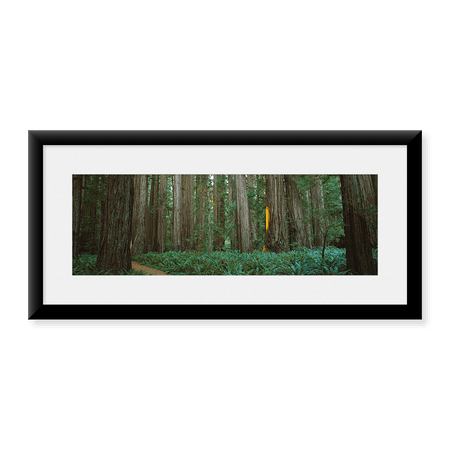 Framed Art Print, Jedediah Smith Redwoods State Park by Panoramic Images, 25-7/8" x 9-7/8"