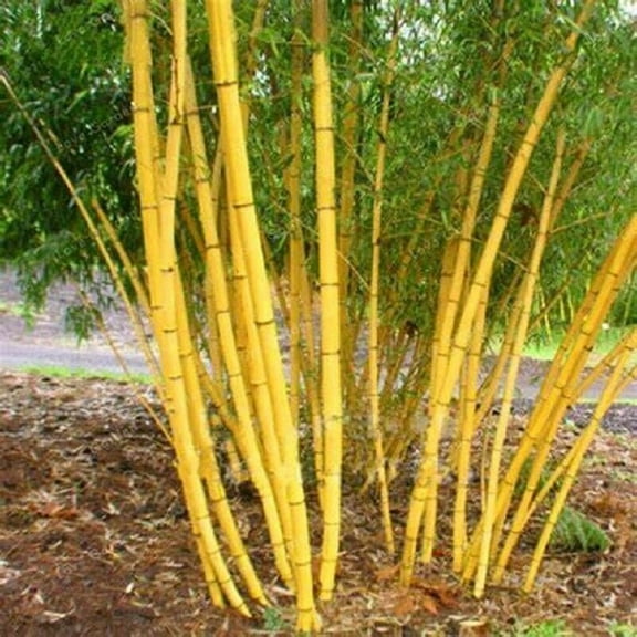 50 Jin Xiang Yu Bamboo Seeds
