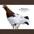 thumbnail image 3 of CafePress - Willow Ptarmigan Dark T Shirt - Men's Classic Graphic Cotton T-Shirt, 3 of 4