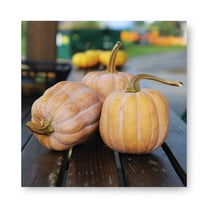 Harris Seeds Squash Autumn Frost F1, Ribbed Winter Squash Variety ...