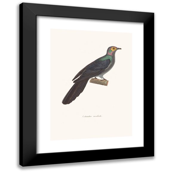 Coenraad Jacob Temminck 11x14 Black Modern Framed Museum Art Print Titled - Modeste Dove (1838)