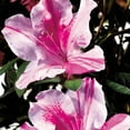 thumbnail image 3 of Encore Azalea Autumn Twist (2 Gallon) Reblooming Purple and Pink Evergreen Shrub - Full Sun Live Outdoor Plant, 3 of 7