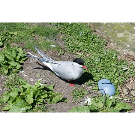 - Canvas Print Farne Islands Nest Arctic Tern Northumberland Farne Stretched Canvas 10 x 14