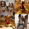 thumbnail image 3 of Collar reutilizable para perros y gatos, correa ajustable para collar de gato, accesorios para perros, pajarita para perros, pajaritas para cachorros, suministros para mascotas, red89, 3 of 5