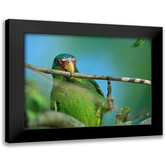 Fitzharris, Tim 14x12 Black Modern Framed Museum Art Print Titled - White-fronted Parrot II