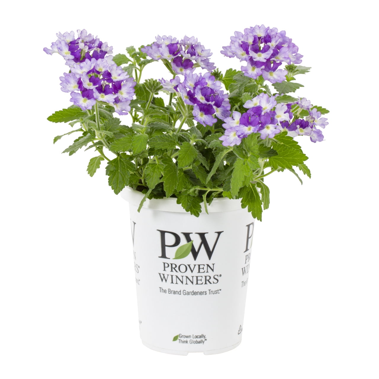 Proven Winners 1.5PT Multicolor Verbena Live Annual Plant Sun 5-Pack