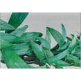 thumbnail image 2 of Elizabeth Sutton MI50A White Palm Floral Modern White Area Rug, 2'7" x 4', 2 of 6