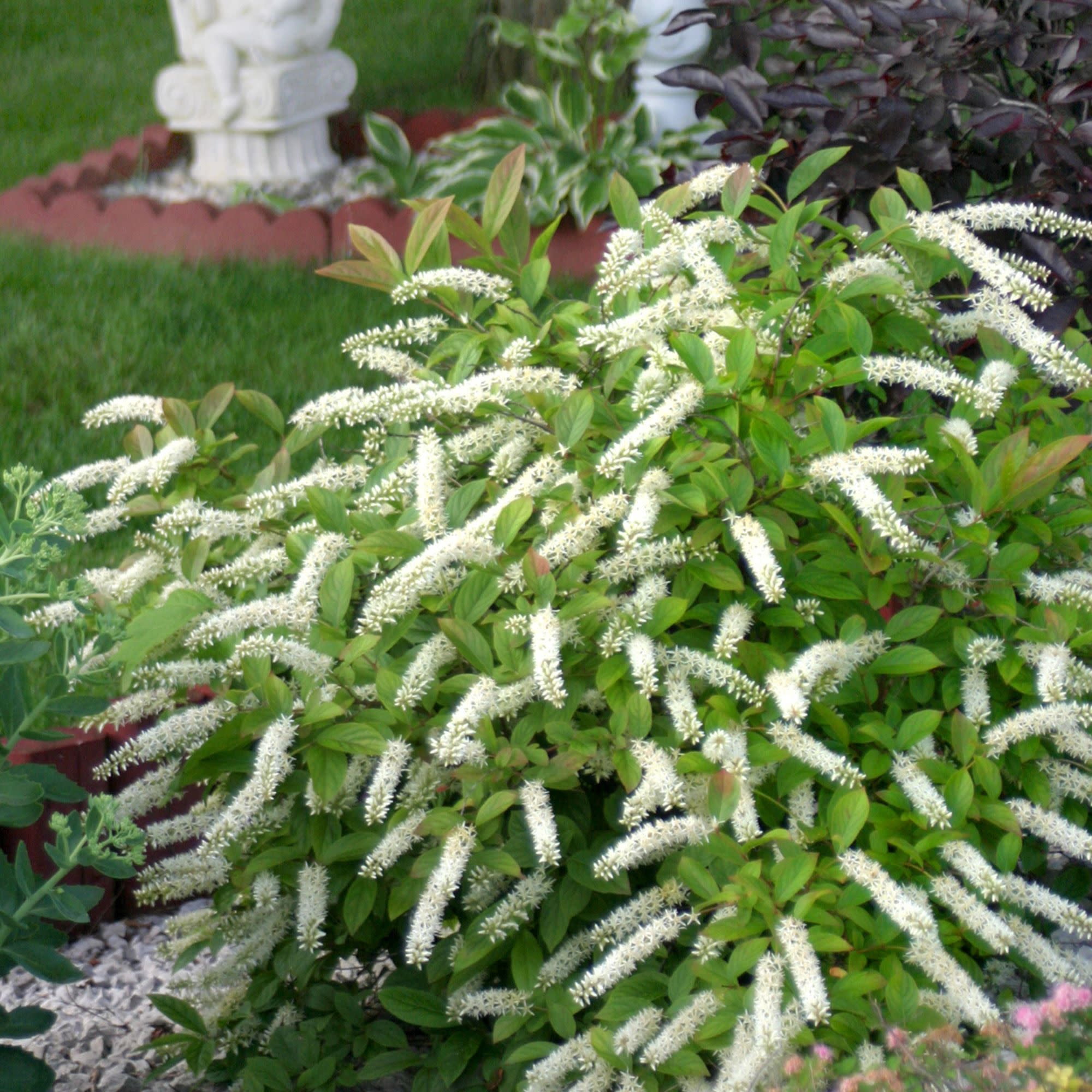 Proven Winners ColorChoice 5" White Little Henry Sweetspire Live Plant in 4.5" Pot (4 Count)
