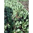 thumbnail image 4 of 3 Autumn Joy Sedum in a 3.5" Pot---Beautiful Sturdy Perennial, Attracts Butterflies!!!, 4 of 4