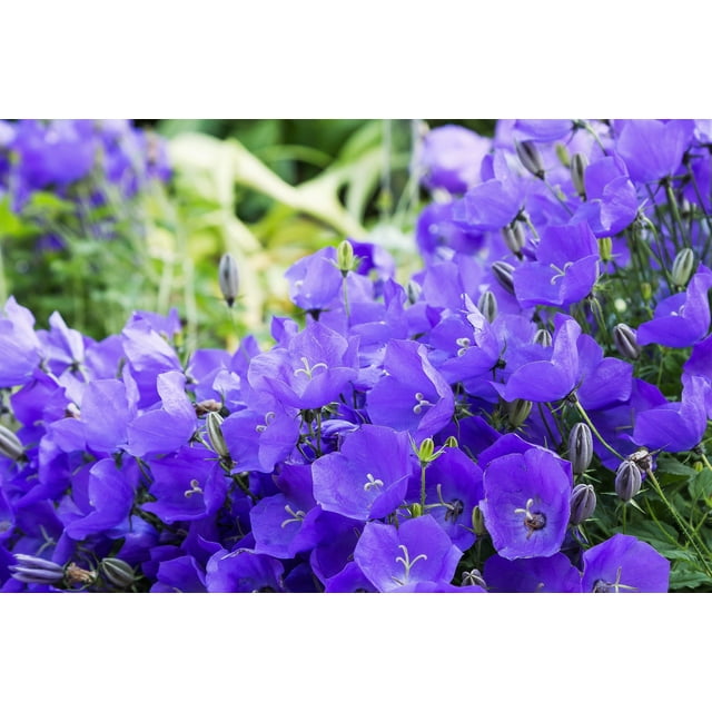 Tussock Bellflower Campanula Carpatica Hi-res Stock Photography
