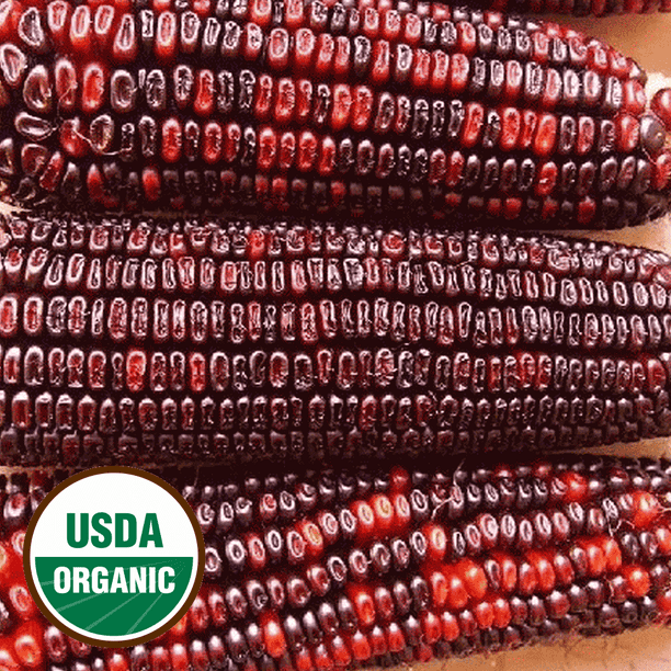 Everwilde Farms 25 Organic Bloody Butcher Ornamental Corn Seeds