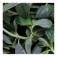thumbnail image 3 of Menta por pieza, 3 of 3