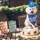 thumbnail image 5 of Artículos para fiestas de cumpleaños de perros, set de pañuelos para fiestas de cumpleaños de perros con corbata, sombrero y números, atuendo azul para cumpleaños de perro., 5 of 6