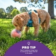 thumbnail image 5 of Outward Hound by Nina Ottosson Topsy Treat Ball Dog Puzzle, Level 1 Beginner, Orange, 5 of 7