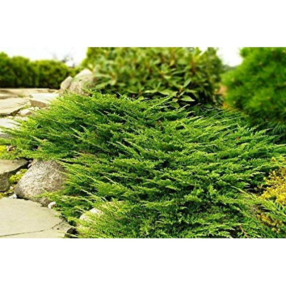 Prince of Wales Juniper - 15 Live Plants - Drought Tolerant Cold Hardy Evergreen Ground Cover
