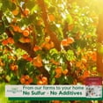 thumbnail image 3 of Pure Anatolia Organic Sun-Dried Apricot, 100% Turkish, 5oz Pouch, 3 of 7