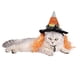 thumbnail image 2 of Sombrero de mago festivo de Navidad para mascotas, sombrero de fiesta para perros, gorra para Halloween, Navidad, disfraz para perro, gato, mascota, cachorro METRO, 2 of 9