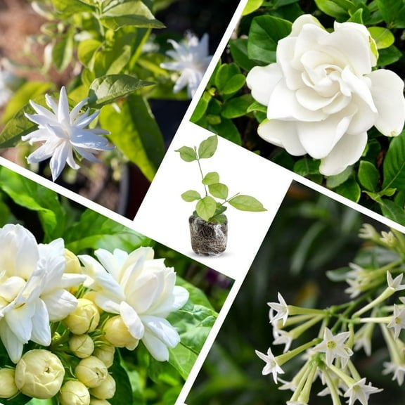 Set 2 White Jasmine Plants Live 4-8 Inches Tall, Jasmine Plant Live for Gardening