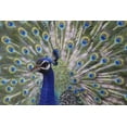 thumbnail image 5 of Large Gallery Quality Male Peacock With Exotic Iridescent Train Plumage Statue, 5 of 5
