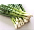 thumbnail image 2 of Vegetable Seeds- White Lisbon  Bunching Onion -50 Seeds-Tasty Pearl-White-Delicate Onion Flavor -All Natural -Thrives in Heat or Cold, 2 of 3