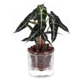thumbnail image 2 of Maceta de Riego Automático 4 Pulgadas, para Violeta Africana, Jardinera Vidrio con Inferior Plantas Interior y Propagación., 2 of 5
